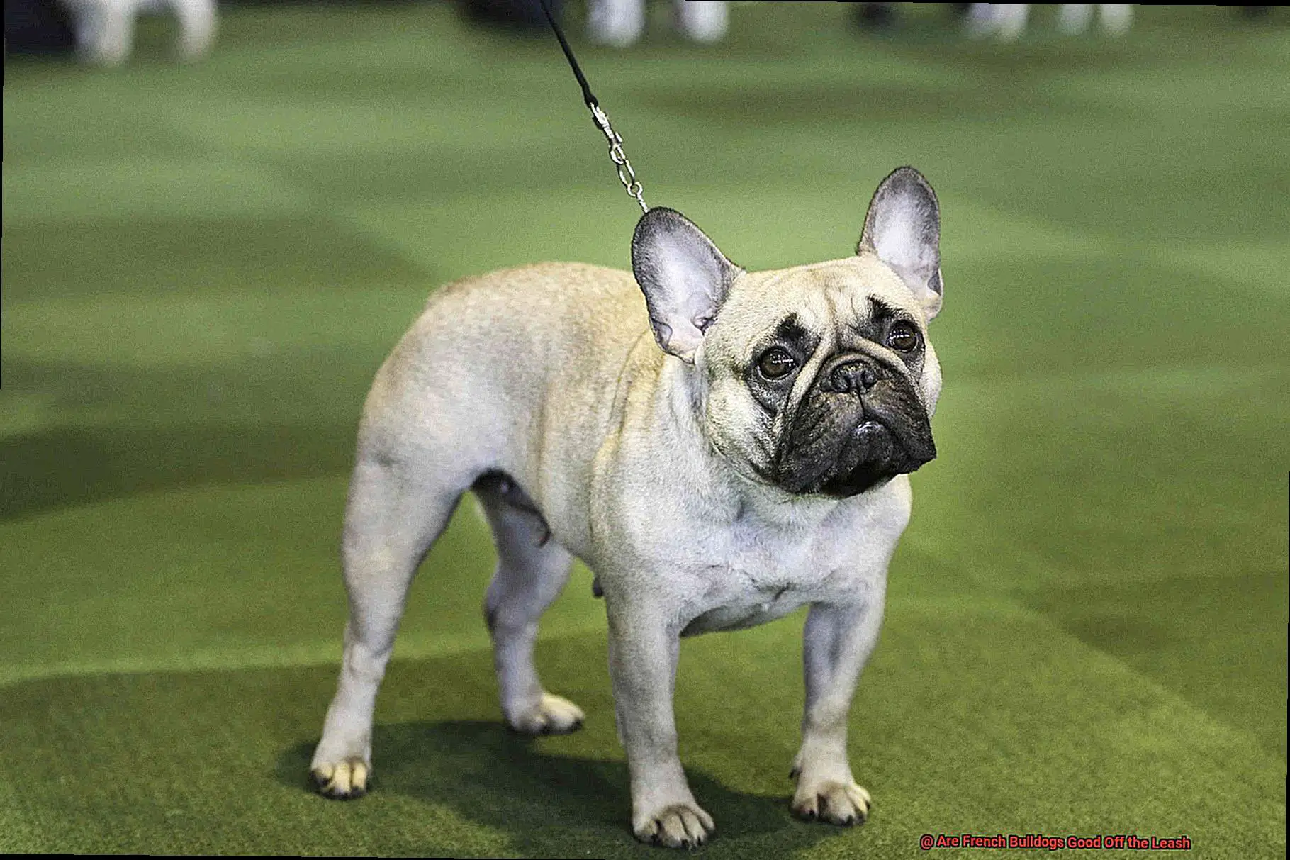 Are French Bulldogs Good Off the Leash-3