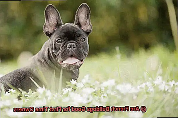 Are French Bulldogs Good for First Time Owners-2