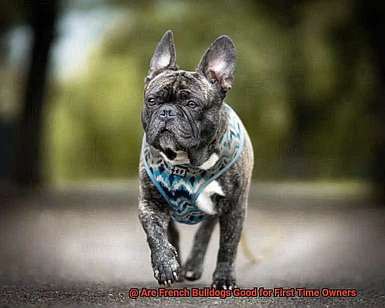 Are French Bulldogs Good for First Time Owners-3
