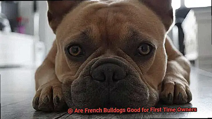 Are French Bulldogs Good for First Time Owners-4