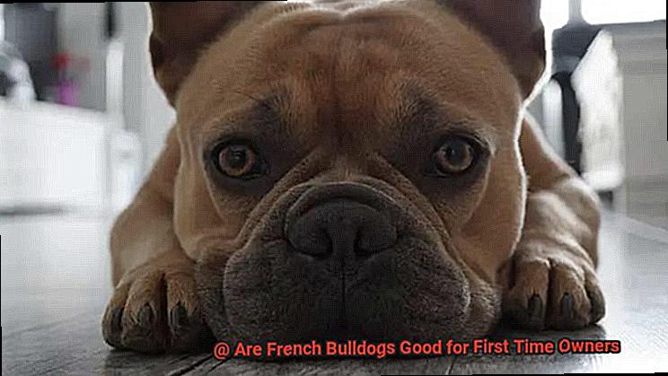 Are French Bulldogs Good for First Time Owners-4