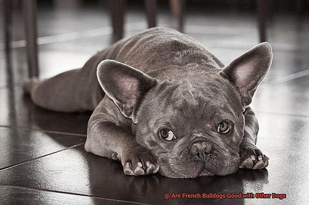 Are French Bulldogs Good with Other Dogs-5