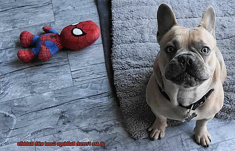 Are French Bulldogs Good with Rabbits-4
