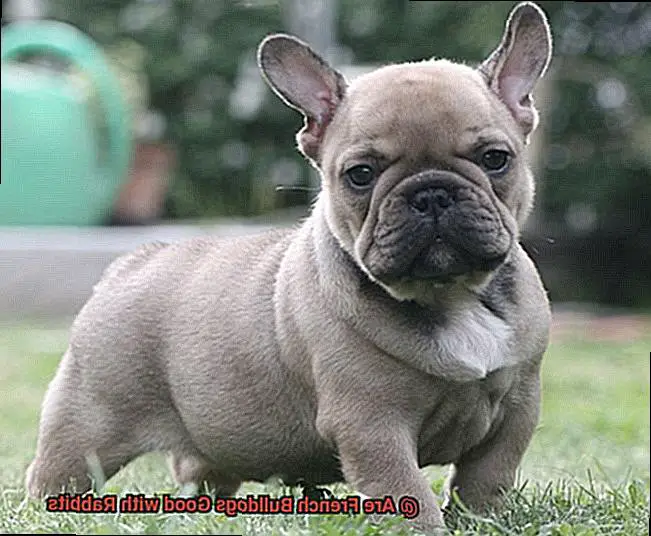 Are French Bulldogs Good with Rabbits-5