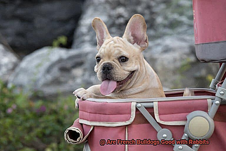 Are French Bulldogs Good with Rabbits-2