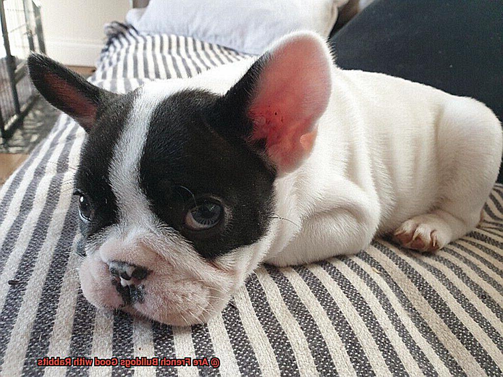 Are French Bulldogs Good with Rabbits-3