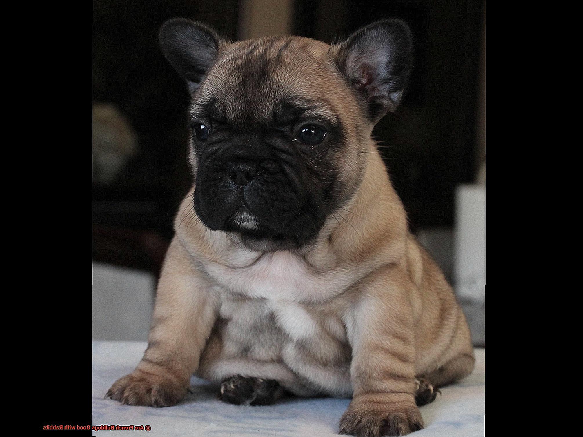 Are French Bulldogs Good with Rabbits-6