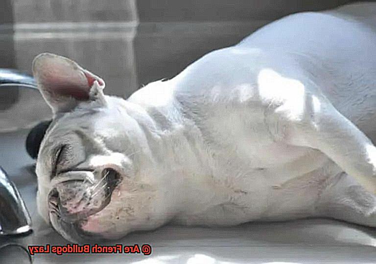 Are French Bulldogs Lazy-7