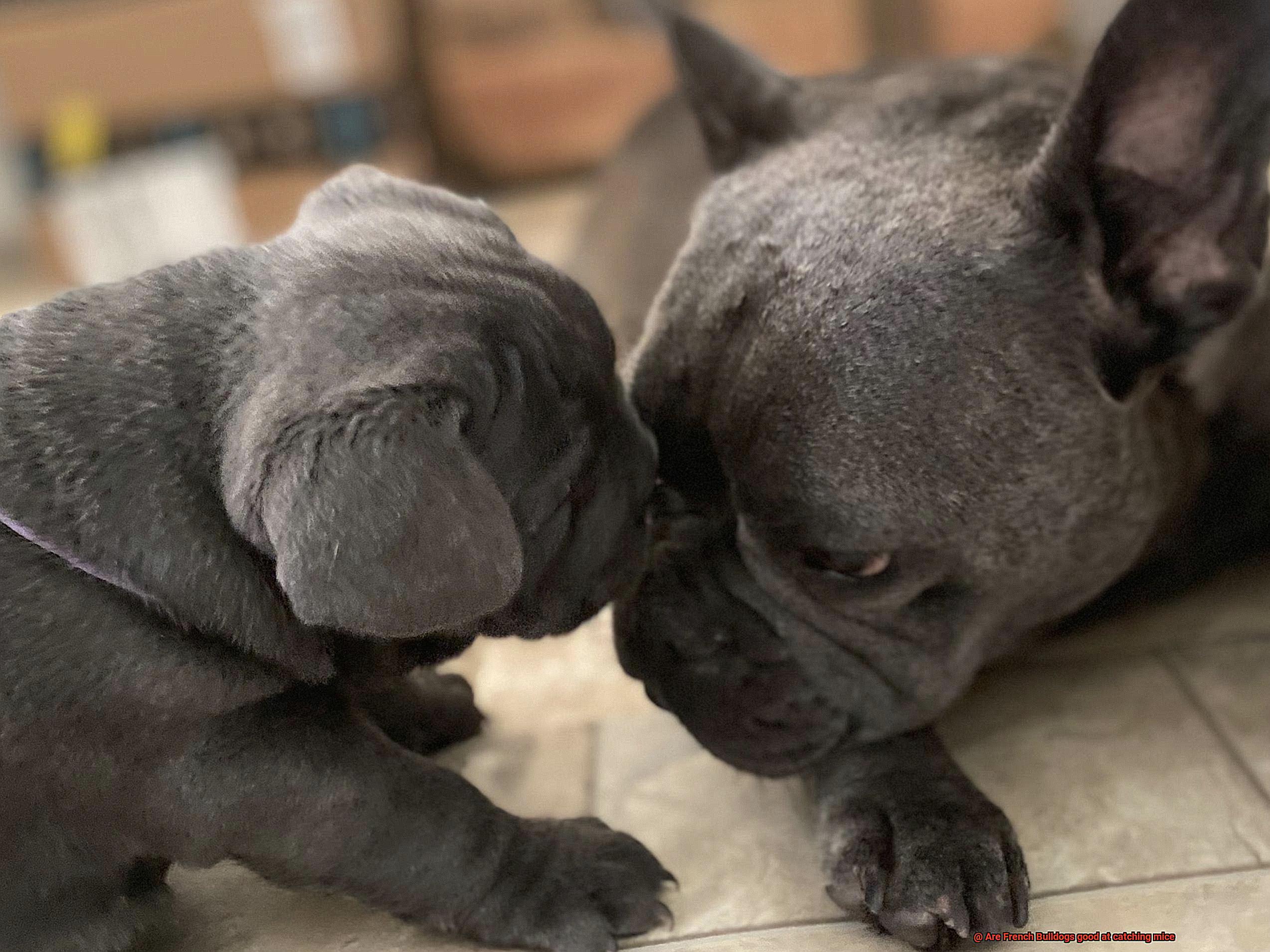 Are French Bulldogs good at catching mice-2