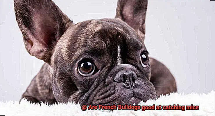 Are French Bulldogs good at catching mice-3