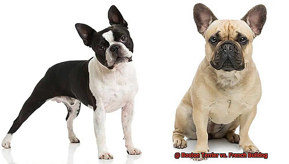 Boston Terrier vs. French Bulldog-4