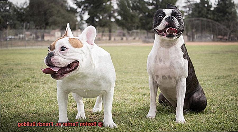 Boston Terrier vs. French Bulldog-5