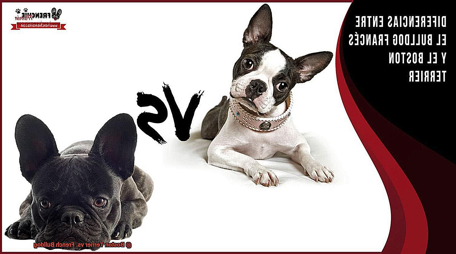 Boston Terrier vs. French Bulldog-6