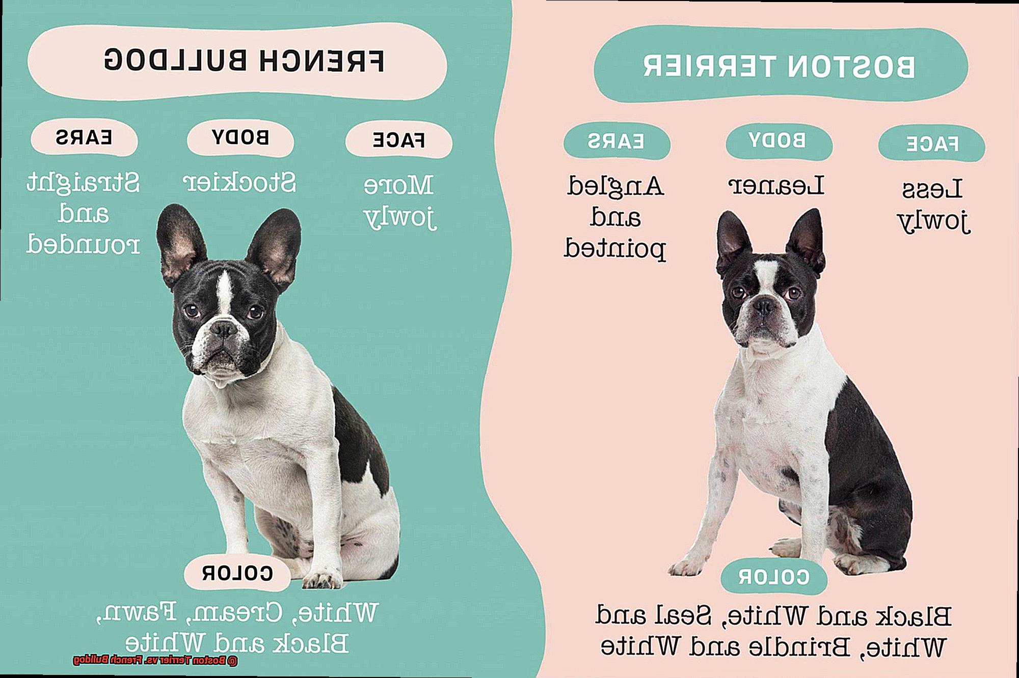 Boston Terrier vs. French Bulldog-7