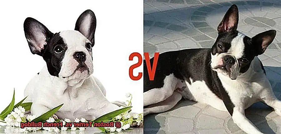 Boston Terrier vs. French Bulldog-8