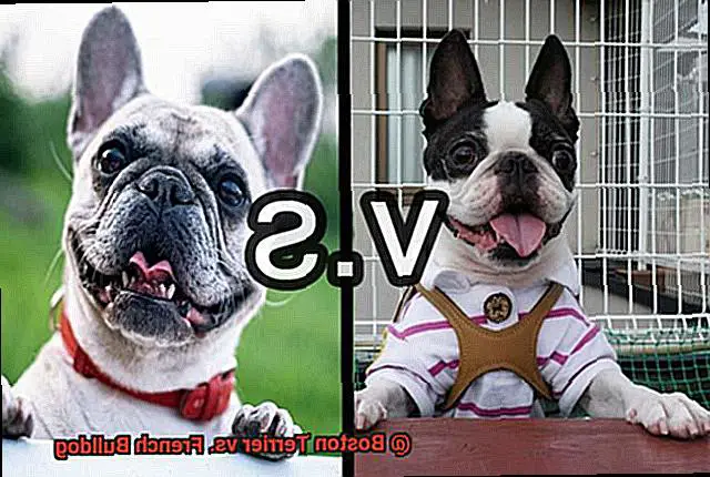 Boston Terrier vs. French Bulldog-3