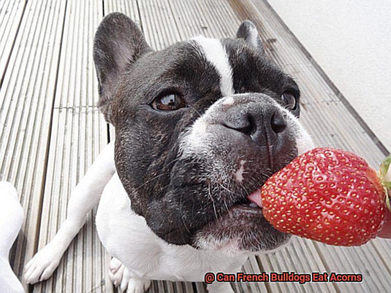 Can French Bulldogs Eat Acorns-2