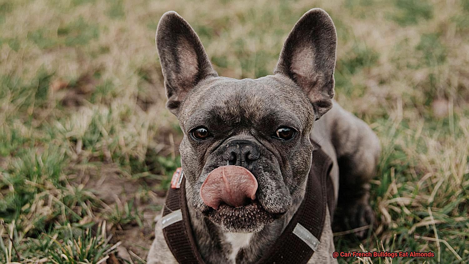 Can French Bulldogs Eat Almonds-4