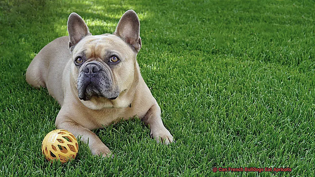 Can French Bulldogs Eat Apricots-4