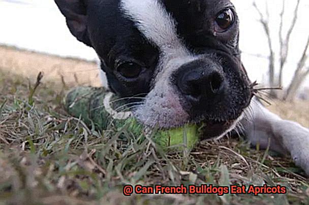 Can French Bulldogs Eat Apricots-2