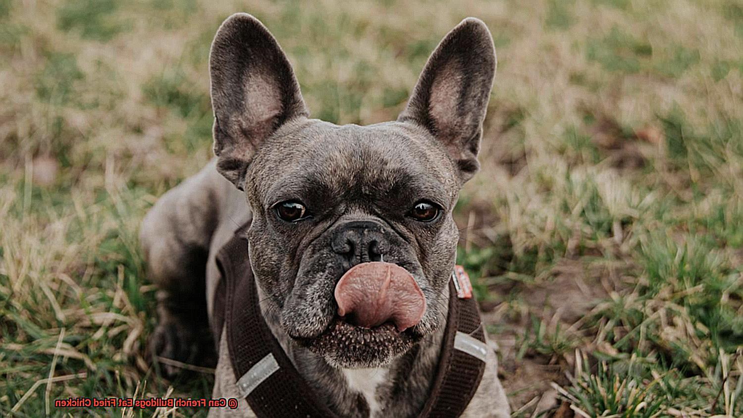 Can French Bulldogs Eat Fried Chicken-3