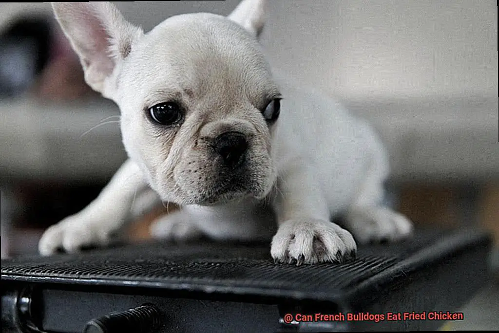 Can French Bulldogs Eat Fried Chicken-4