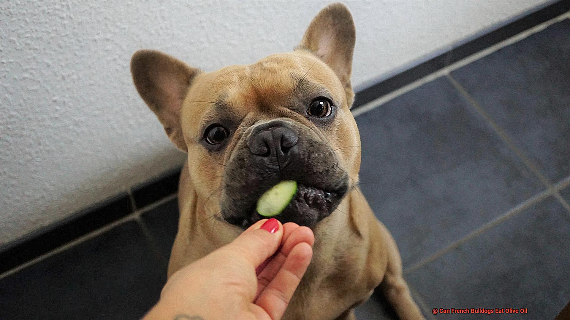 Can French Bulldogs Eat Olive Oil-5