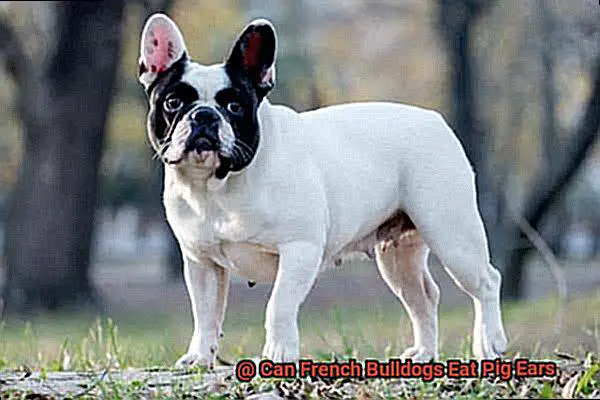 Can French Bulldogs Eat Pig Ears-2