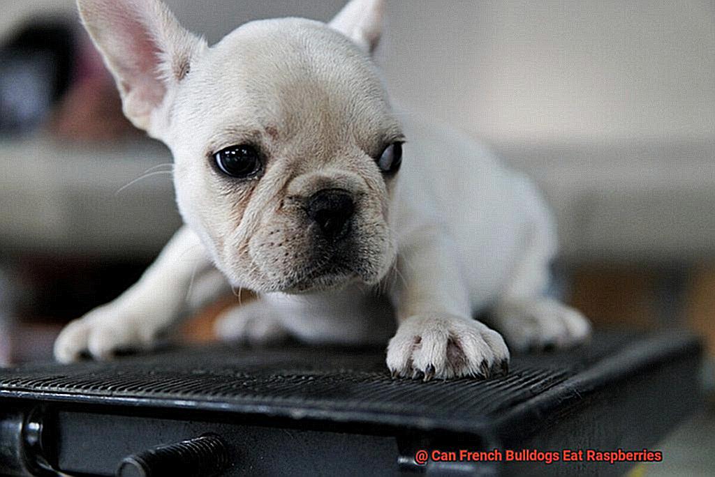 Can French Bulldogs Eat Raspberries-2