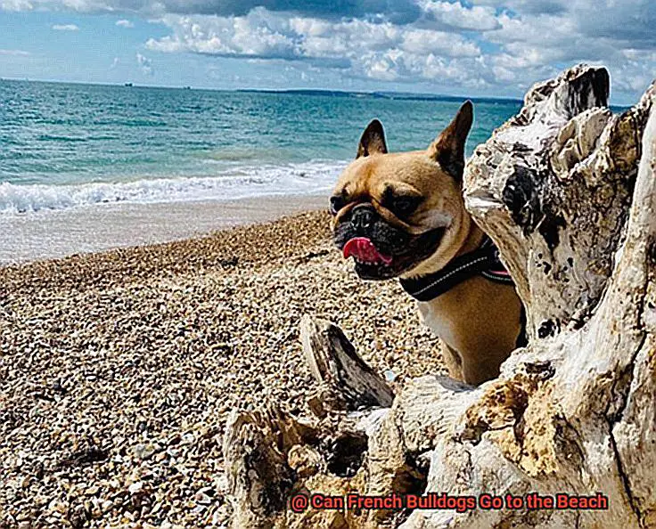 Can French Bulldogs Go to the Beach-7