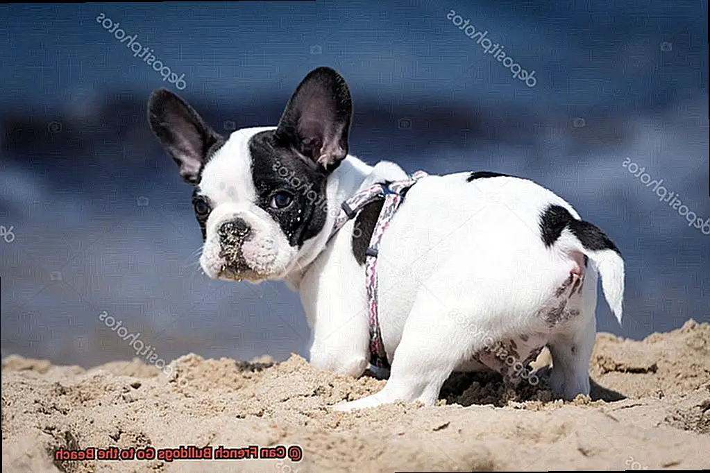 Can French Bulldogs Go to the Beach-2
