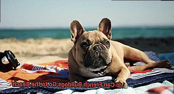 Can French Bulldogs Go to the Beach-6