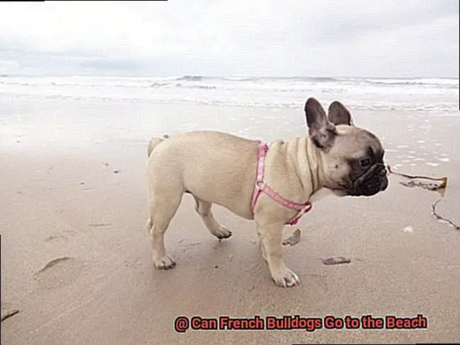 Can French Bulldogs Go to the Beach-4