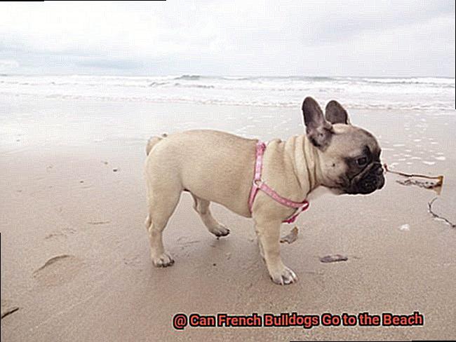 Can French Bulldogs Go to the Beach-4