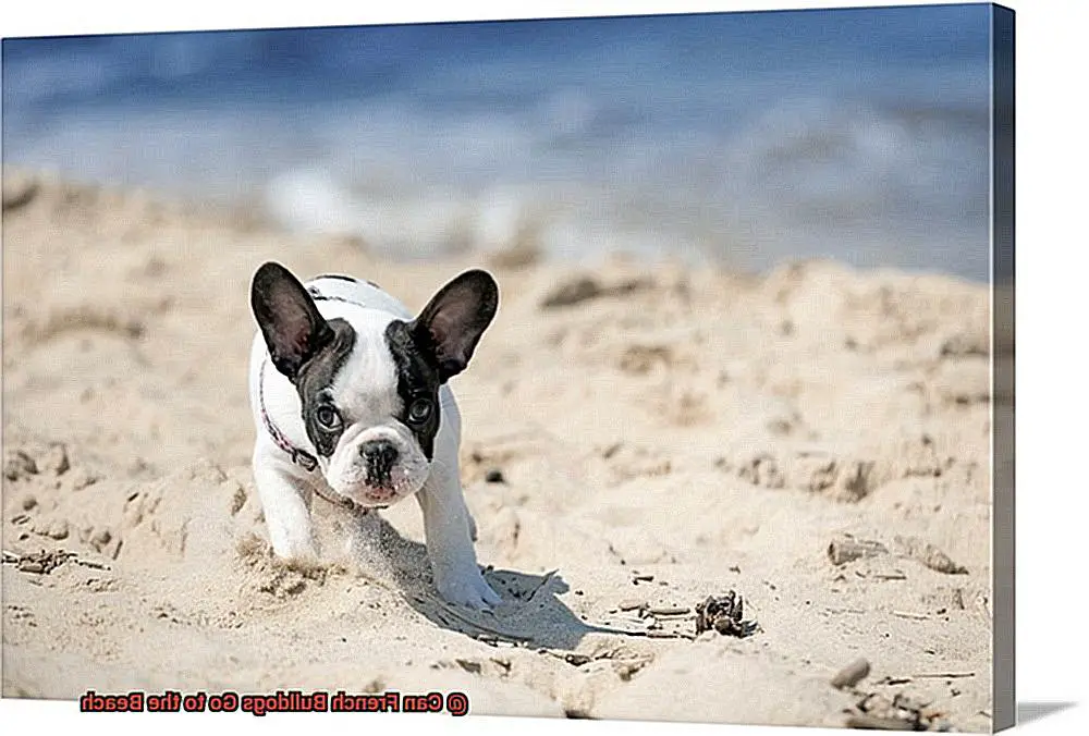 Can French Bulldogs Go to the Beach-8