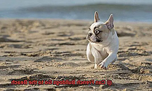 Can French Bulldogs Go to the Beach-3