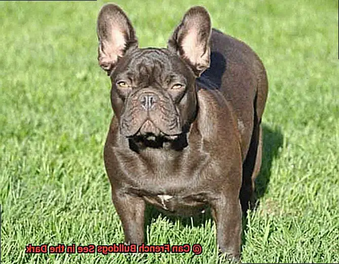 Can French Bulldogs See in the Dark-3