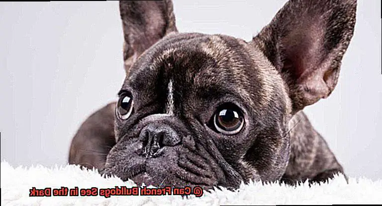 Can French Bulldogs See in the Dark-2