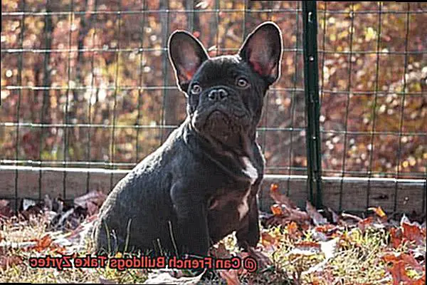 Can French Bulldogs Take Zyrtec-2