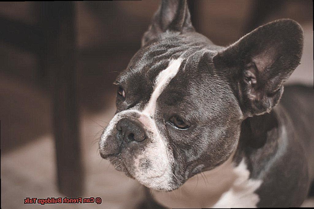 Can French Bulldogs Talk-2