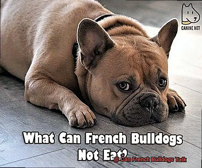 Can French Bulldogs Talk-3
