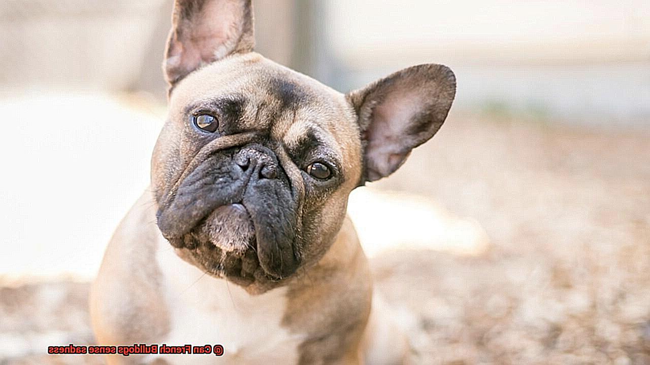 Can French Bulldogs sense sadness-7