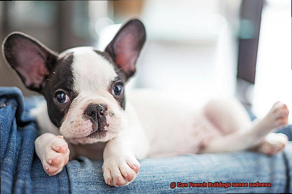 Can French Bulldogs sense sadness-6