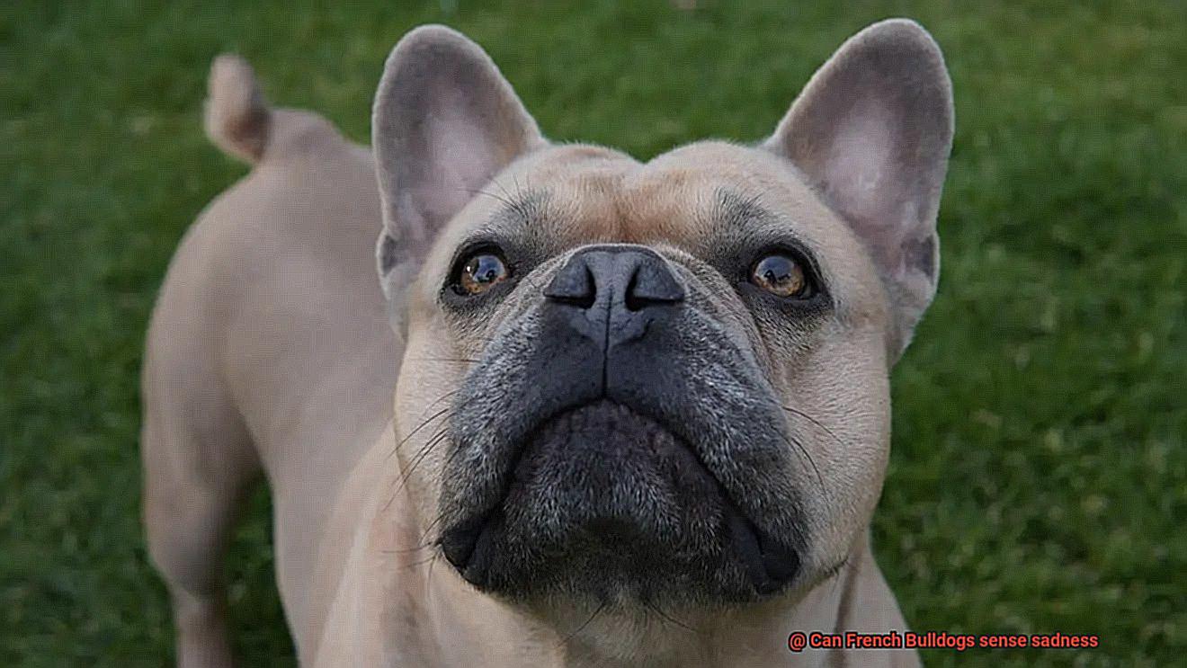 Can French Bulldogs sense sadness-4