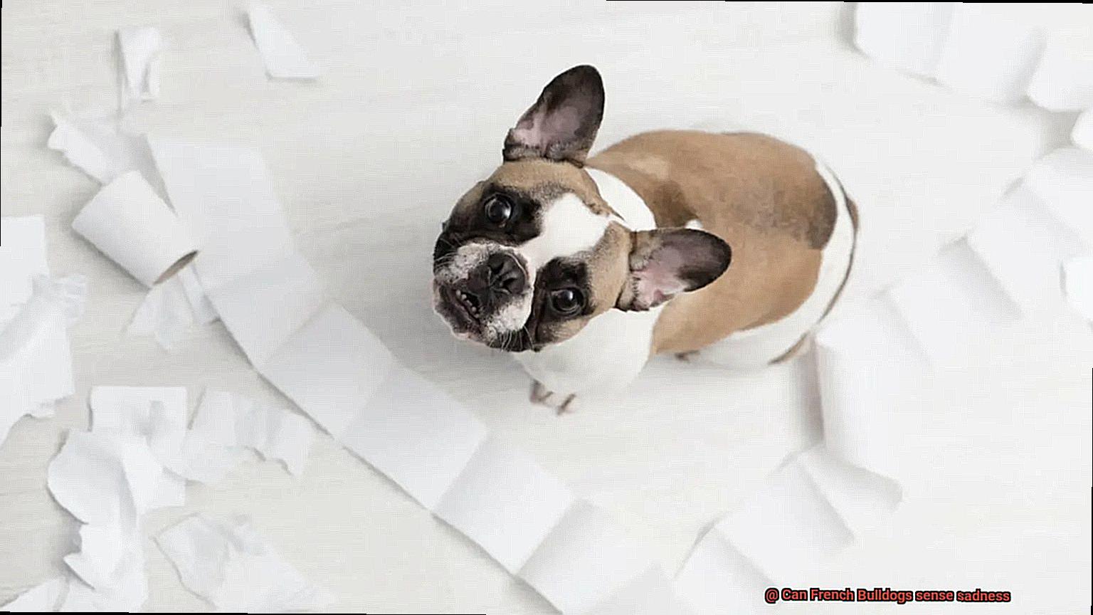 Can French Bulldogs sense sadness-3