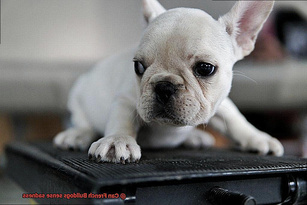 Can French Bulldogs sense sadness-2