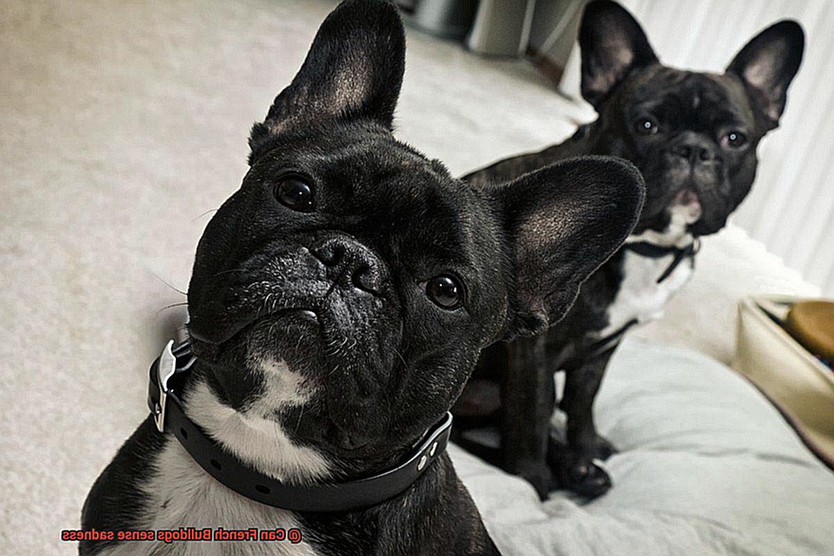 Can French Bulldogs sense sadness-5