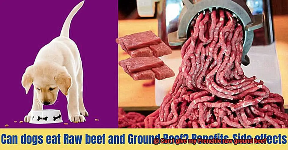 Can I give my Frenchie raw ground beef-5