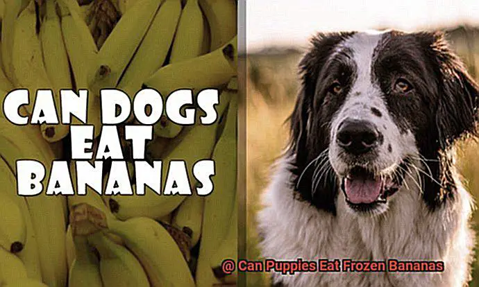 Can Puppies Eat Frozen Bananas-2