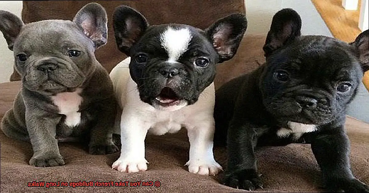 Can You Take French Bulldogs on Long Walks-3